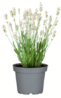Lavendel im toom Baumarkt Prospekt Lavendel von im aktuellen toom Baumarkt Prospekt für 2,99 €