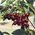 Arbres fruitiers dans le catalogue Carrefour Market