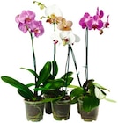 Schmetterlings-orchidee im aktuellen REWE Prospekt