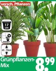 Grünpflanzen-Mix von  im aktuellen Wreesmann Prospekt für 8,99 €