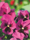 Promo Pensée ou Viola à 1,99 € dans le catalogue Hyper U à La Roche-sur-Yon