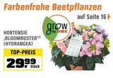 Hortensie ‚Bloombuster‘ (Hydrangea) im aktuellen Prospekt bei OBI in Fockendorf b Altenburg, Thür