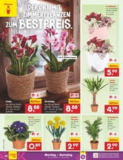Palme im Netto Marken-Discount Prospekt in Regensburg Aktueller Netto Marken-Discount Prospekt mit Palme, "Aktuelle Angebote", Seite 22