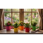 Mini kalanchoe en promo chez Carrefour Créteil à 1,99 €