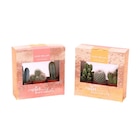 Lot de 3 succulentes ou cactus en promo chez Carrefour Lot de 3 succulentes ou cactus dans le catalogue Carrefour