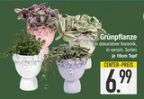 Grünpflanze Angebote bei EDEKA Ingolstadt für 6,99 €