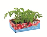 Tomatenpflanzen im aktuellen Prospekt bei Lidl in Heeßen