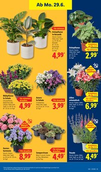 Hortensie im aktuellen Lidl Prospekt (Rostock) Hortensie im Lidl Prospekt "LIDL LOHNT SICH" mit 68 Seiten (Rostock)