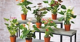 ANTHURIUM - GARDENLINE en promo à 3,99 € chez Aldi ANTHURIUM - GARDENLINE dans le catalogue Aldi