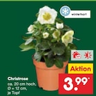 Christrose Angebote bei Netto Marken-Discount Delmenhorst für 3,99 €