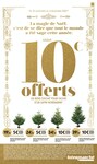 Sapin Nordmann Sapin Nordmann