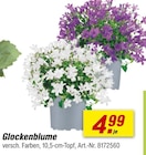 Glockenblume Angebote bei toom Baumarkt Fürth für 4,99 €