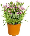Prinzess-Nelke Dianthus 'Pink Kisses' für 3,49 € bei Hellweg im Angebot Prinzess-Nelke Dianthus 'Pink Kisses' im aktuellen Hellweg Prospekt