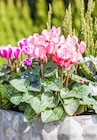 Aktuelles Alpenveilchen Angebot bei Garten-Center Nordharz GmbH & Co. KG in Hannover ab 2,49 €