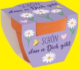 Mini-Blumentopf im Angebot bei famila Nordost in Langenhagen Mini-Blumentopf Angebote bei famila Nordost Langenhagen für 5,00 €