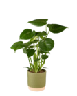 Monstera - Lidl à Cannes Monstera en promo chez Lidl Cannes à 8,49 €