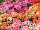 Kalanchoe dans le catalogue Netto