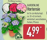Hortensie von GARDENLINE für 4,99 € bei ALDI Nord im Angebot Hortensie von GARDENLINE im aktuellen ALDI Nord Prospekt