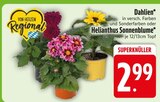 Dahlien im EDEKA Prospekt Dahlien von im aktuellen EDEKA Prospekt für 2,99 €