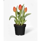 Aktuelle Tulpen Angebote bei OBI in Recklinghausen Aktuelles Tulpen-Mix Angebot bei OBI in Recklinghausen ab 1,49 €