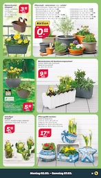 Blumentopf im Netto mit dem Scottie Prospekt Günstig. Besser. Für Dich. auf S. 25