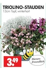 TRIOLINO-STAUDEN Angebote bei Wreesmann Zwickau für 3,49 €