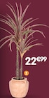 B&M Creil - Promo Grande plante Promo Grande plante à 22,99 € dans le catalogue B&M à Creil
