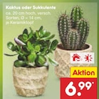 Aktuelles Kaktus oder Sukkulente Angebot bei Netto Marken-Discount in Berlin ab 6,99 €