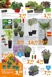 Zimmerpflanzen im Globus-Baumarkt Prospekt in Reutlingen Aktueller Globus-Baumarkt Prospekt mit Zimmerpflanzen, "Immer eine Idee besser", Seite 2