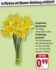 Englische Narzissen oder Frühlings-primeln bei EDEKA im Kruchten Prospekt für 0,99 €