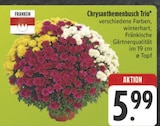 Aktuelle Blumen Angebote bei E center in Jena Aktuelles Chrysanthemenbusch Trio Angebot bei E center in Jena ab 5,99 €