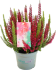 Aktuelle Pflanzen Angebote bei E center in Heilbronn Aktuelles Besenheide Mintberry Angebot bei E center in Heilbronn ab 3,49 €