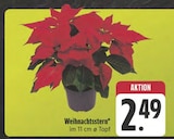 Aktuelles Weihnachtsstern Angebot bei E center in Nürnberg ab 2,49 €