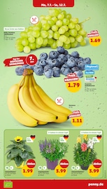 Bananen im Penny Prospekt in Hamm Aktueller Penny Prospekt mit Bananen, "Wer günstig will, muss Penny.", Seite 3