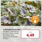 Purpurglöckchen Angebote bei PROFI Wesch Mühlhausen für 4,49 €