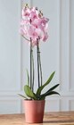 Orchidée Phalaenopsis 2 tiges - Super U à Mérignac Orchidée Phalaenopsis 2 tiges en promo chez Super U Mérignac à 10,99 €