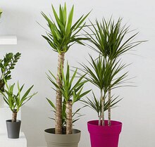 Plante verte au choix : - Géant Casino à Angers Plante verte au choix : en promo chez Géant Casino Angers à 15,00 €