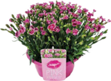 Duft-Nelken (Dianthus 'Pink Kisses') bei Globus-Baumarkt im Dresden Prospekt für 12,99 €