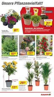 Blumen im toom Baumarkt Prospekt "Respekt, wer's selber macht." mit 22 Seiten (Darmstadt)