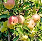 Buschobst oder Obstbaum bei Thomas Philipps im Bramsche Prospekt für 11,99 €
