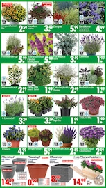 Blumentopf im Wreesmann Prospekt in Zwickau Aktueller Wreesmann Prospekt mit Blumentopf, "DEIN SAISON- & SONDERPOSTENMARKT!", Seite 5