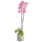 Orchidée Phalaenopsis 50cm avec cache pot céramique diamètre 12 cm - BOTANIC® en promo chez Botanic Orchidée Phalaenopsis 50cm avec cache pot céramique diamètre 12 cm - BOTANIC® dans le catalogue Botanic