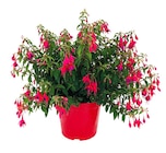 Fuchsia fleuri en promo chez Truffaut Fuchsia fleuri dans le catalogue Truffaut