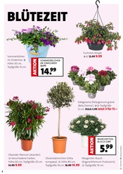 Aktueller Blumen Ostmann Prospekt mit Balkonpflanzen, "DEINE BLÜHENDE TERRASSE", Seite 2