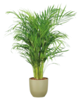 Areca en promo chez Lidl Calais à 12,99 €