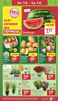 Chrysantheme Angebot im ALDI Nord Prospekt, gültig von 04.08.2025 bis 09.08.2025 Chrysantheme Angebot im aktuellen ALDI Nord Prospekt auf Seite 27