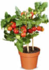 Aktuelle Tomaten Angebote bei Netto Marken-Discount in Nürnberg Aktuelles Nasch-tomate Angebot bei Netto Marken-Discount in Nürnberg ab 5,99 €