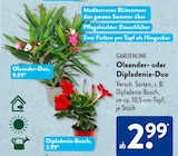 Oleander-Duo von Gardenline im aktuellen ALDI SÜD Prospekt für 2,99 €