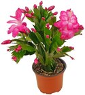 Aktuelle Pflanzen Angebote bei REWE in Braunschweig Aktuelles Weihnachtskaktus Angebot bei REWE in Braunschweig ab 2,29 €
