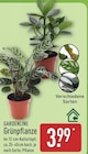 Grünpflanze im ALDI Nord Prospekt Grünpflanze von Gardenline im aktuellen ALDI Nord Prospekt für 3,99 €